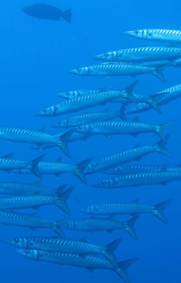 Lustrica-Diving_Barracuda-Scoglio-del-Medico_Ustica