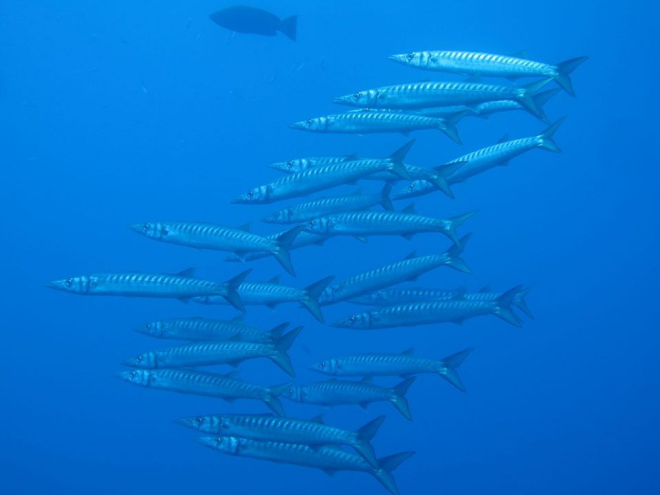 Lustrica-Diving_Barracuda-Scoglio-del-Medico_Ustica