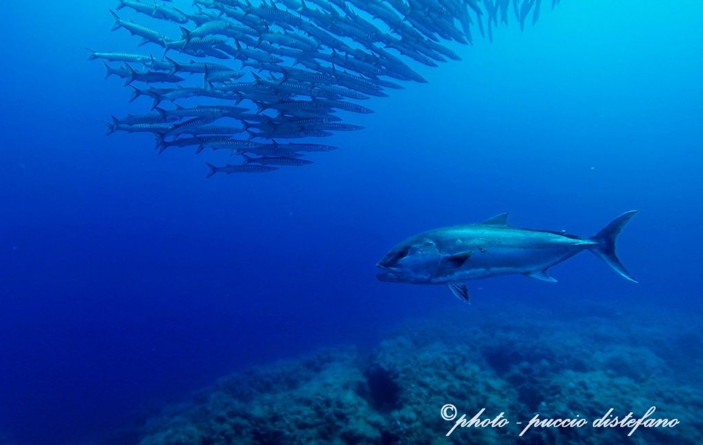 barracuda-ricciola-lustrica-diving