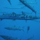 barracuda-ustica-lustrica-diving