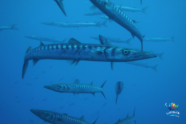 barracuda-ustica-lustrica-diving