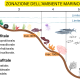 Distribuzione-specie-marine