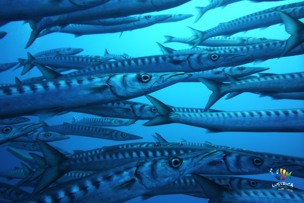 barracuda lustrica diving ustica