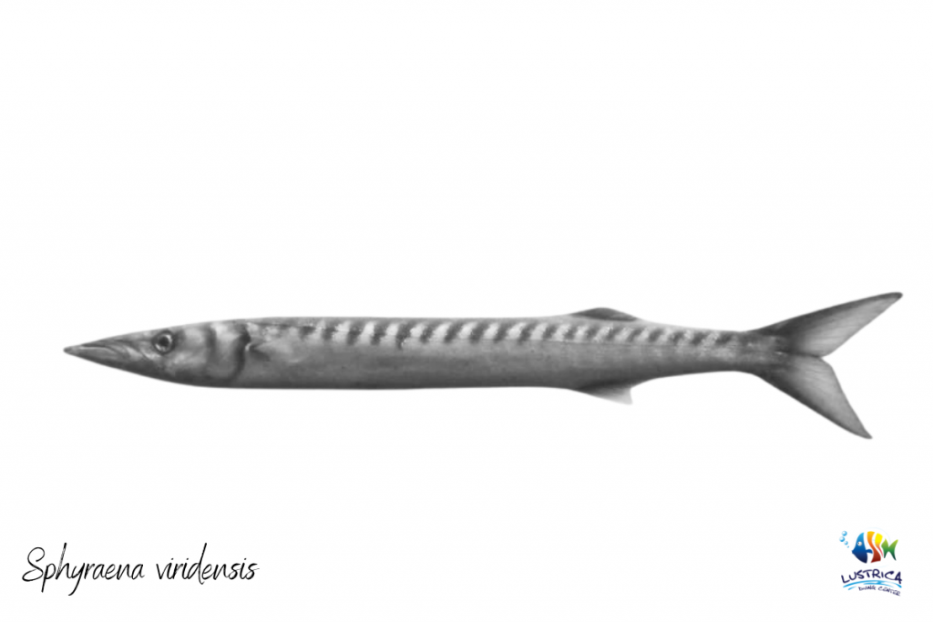 Sphyraena-viridensis-barracuda-mediterraneo-lustrica-diving