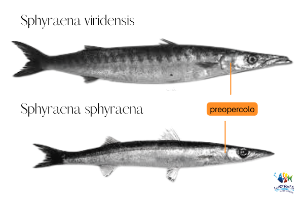 barracuda-luccio-confronto-ustica-lustrica-diving