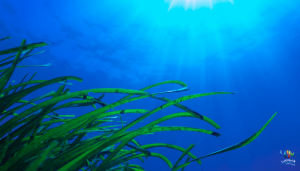 posidonia-ustica-lustrica diving