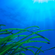 posidonia-ustica-lustrica diving