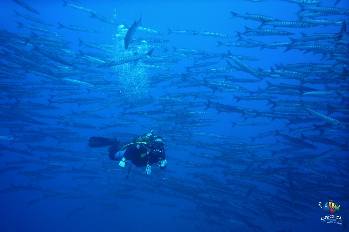 sub-barracuda-lustrica-diving