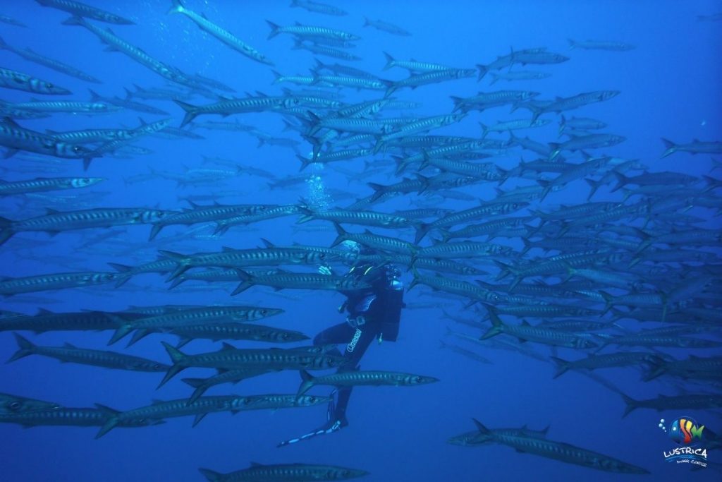 buoni-motivi-per-immergersi-barracuda-lustrica diving