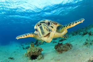 Giornata-mondiale-delle-tartarughe-lustrica-diving