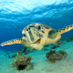 Giornata-mondiale-delle-tartarughe-lustrica-diving