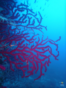 gorgonia-lustrica-diving