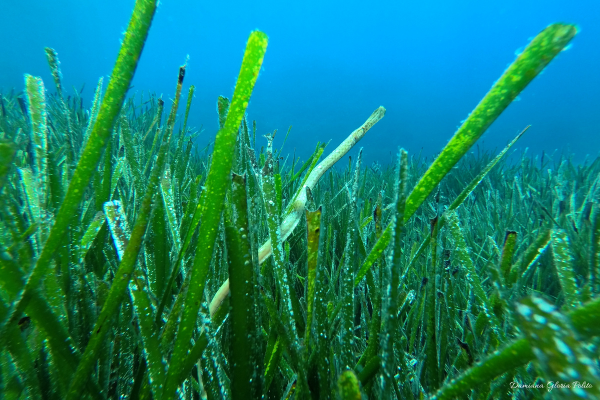 pesce-ago-lustrica-diving