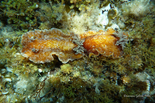 doride argo-lustrica-diving