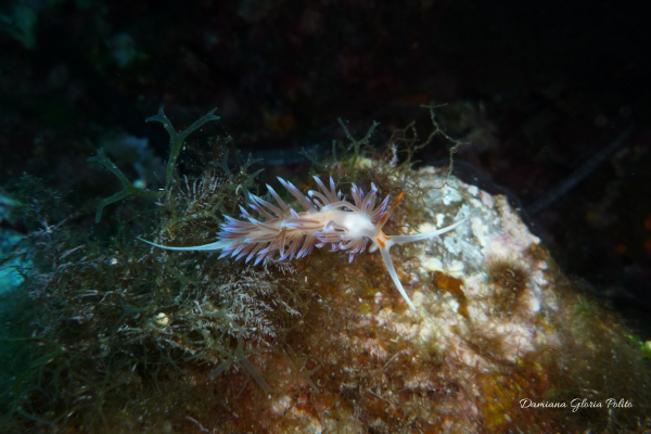 cratena-lustrica-diving