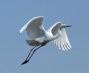 Ustica - Airone bianco