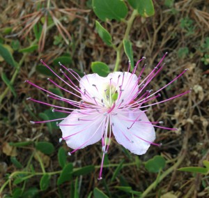 Ustica - Fiore Cappero