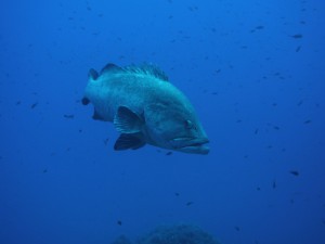 Punta Galera