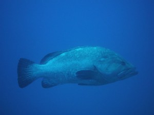 Punta Galera