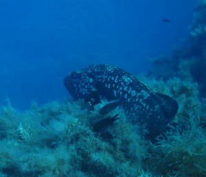 Scoglio del Medico